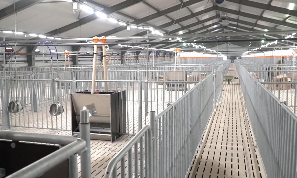 Успенский свинокомплекс